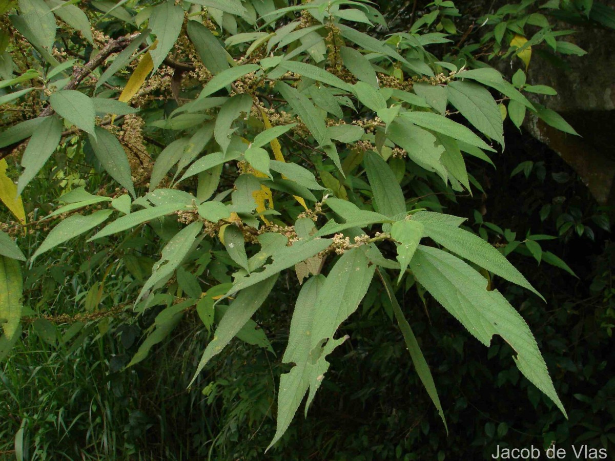 Debregeasia longifolia (Burm.f.) Wedd.